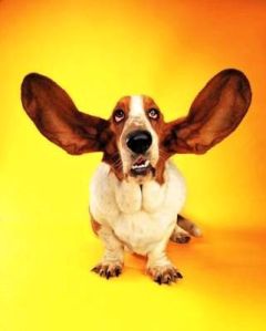 perro-basset-con-grandes-orejas2