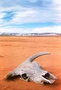 desert-skull