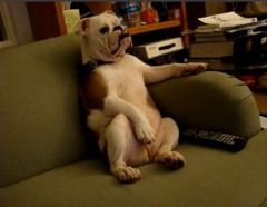 perro-bulldog-viendo-tele-sofa-sillon-sentado2 (1)
